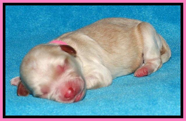 Sky Reagan pups Newborn 61
