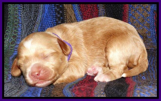 Sky Reagan pups 1 wk old 81