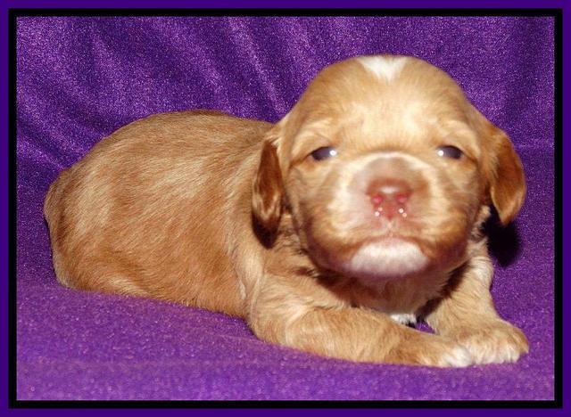 Sky Reagan pups 2 wk old 61