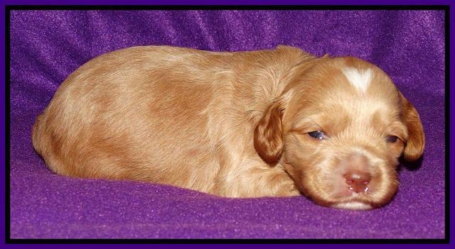 Sky Reagan pups 2 wk old 81