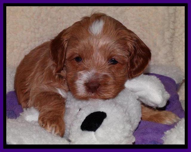 Sky Reagan pups 4 weeks old 71