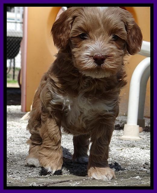 Sky Reagan pups 5 wks old 112