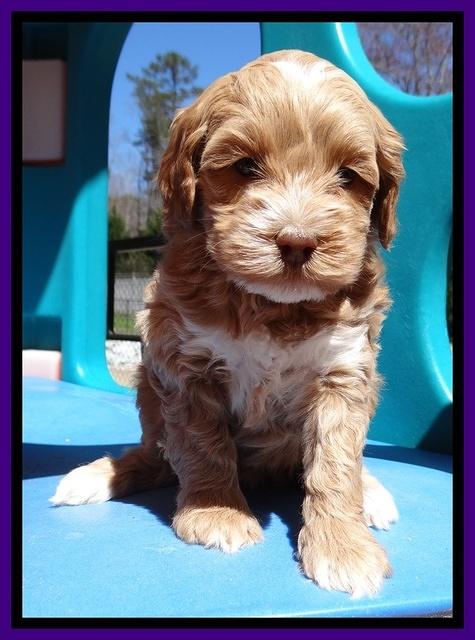 Sky Reagan pups 5 wks old 132