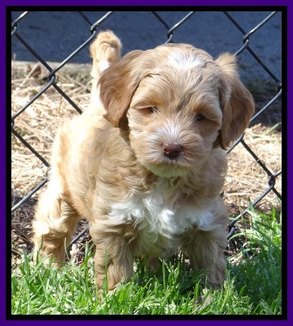 Sky Reagan pups 6 wks old 61