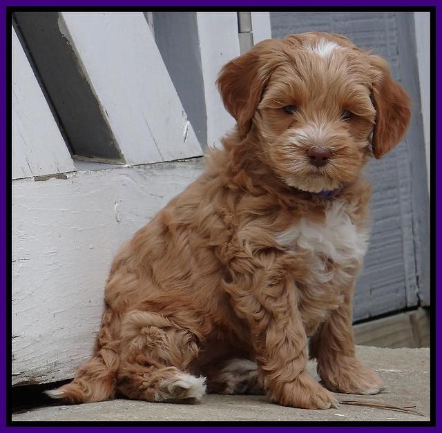 Sky Reagan pups 7 wks old 141