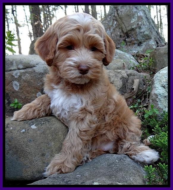 Sky Reagan pups 8 wks old 12