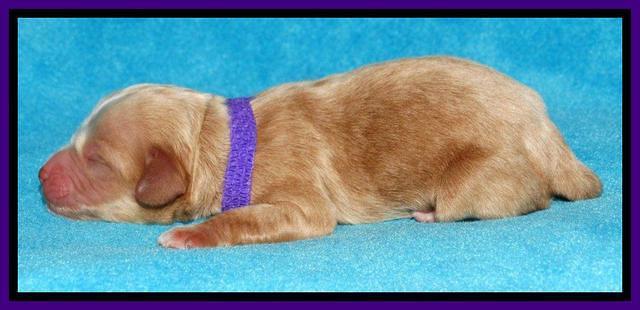 Sky Reagan pups Newborn 111