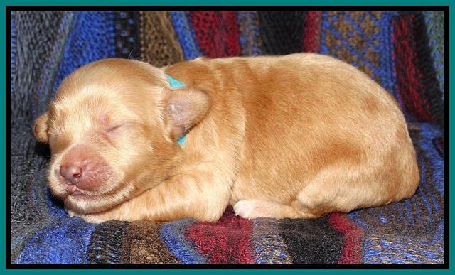 Sky Reagan pups 1 wk old 111
