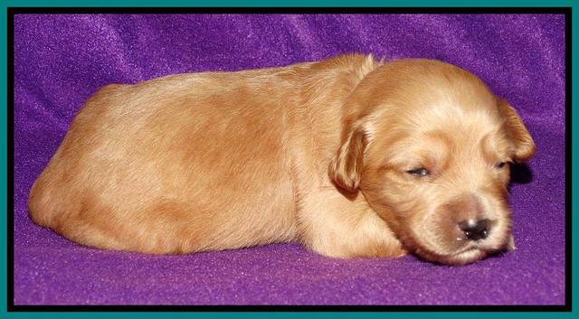 Sky Reagan pups 2 wk old 91