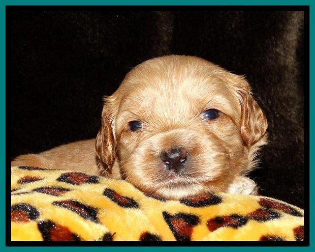 Sky Reagan pups 3 wks old 71