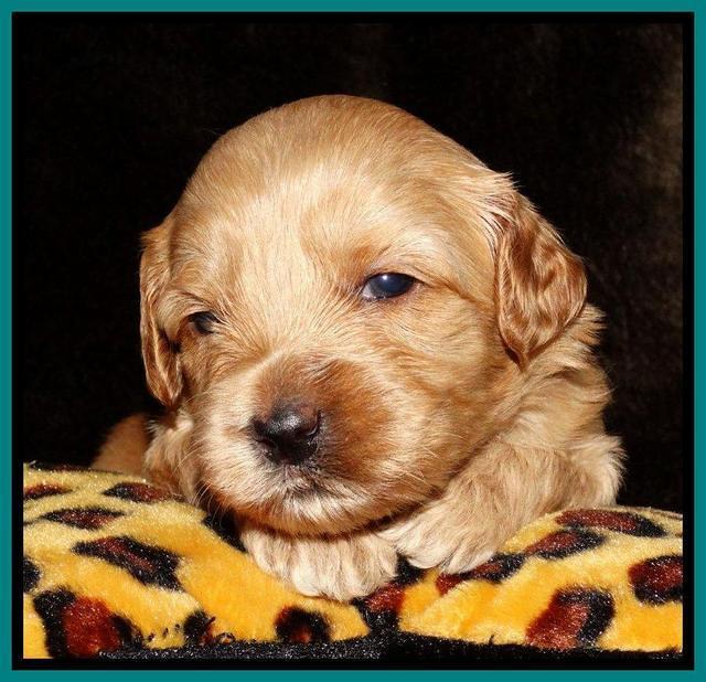 Sky Reagan pups 3 wks old 81