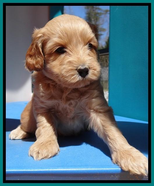 Sky Reagan pups 5 wks old 152