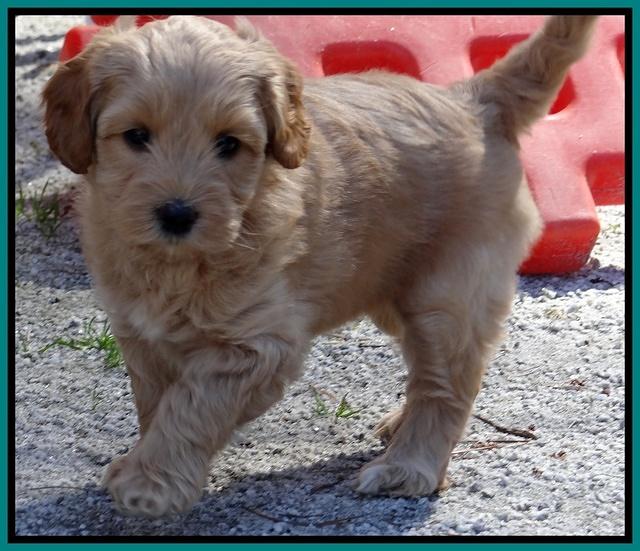 Sky Reagan pups 6 wks old 101