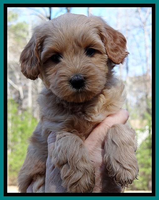 Sky Reagan pups 6 wks old 121