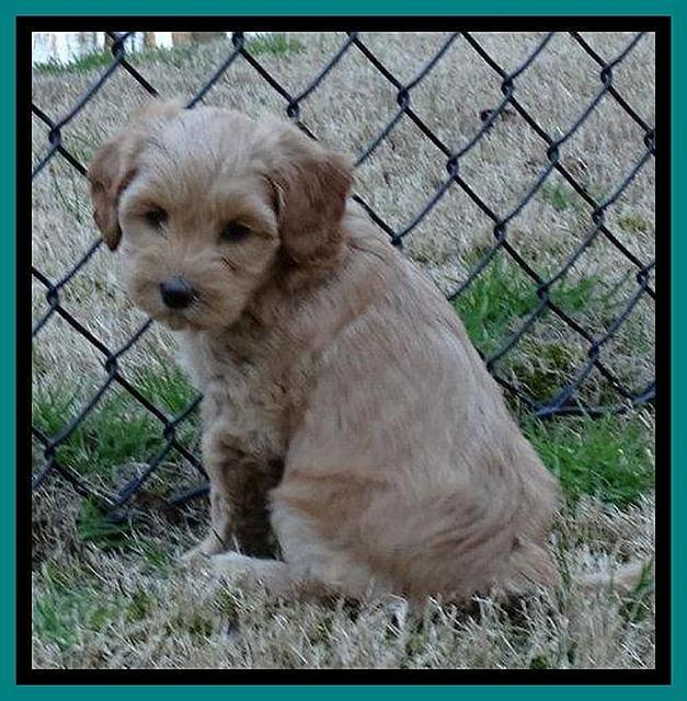 Sky Reagan pups 7 wks old 161