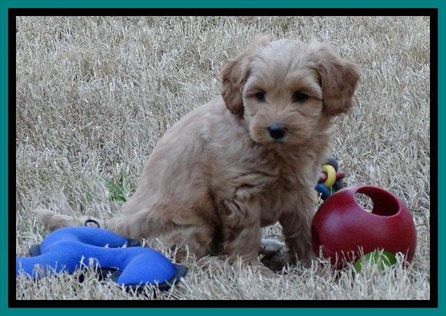 Sky Reagan pups 7 wks old 171