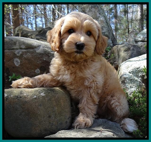 Sky Reagan pups 8 wks old 11