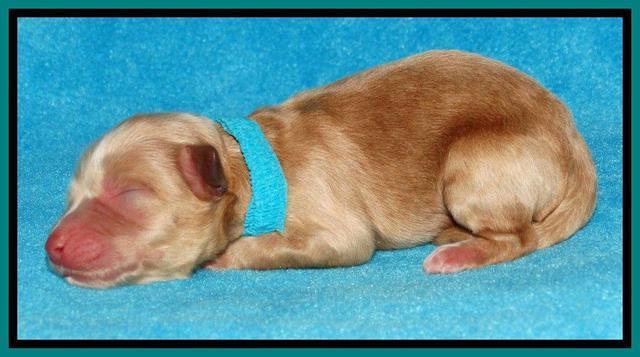 Sky Reagan pups Newborn 131