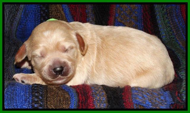 Sky Reagan pups 1 wk old 131