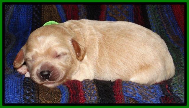 Sky Reagan pups 1 wk old 141