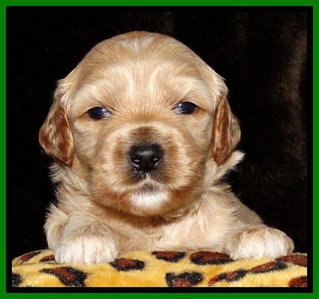 Sky Reagan pups 3 wks old 101