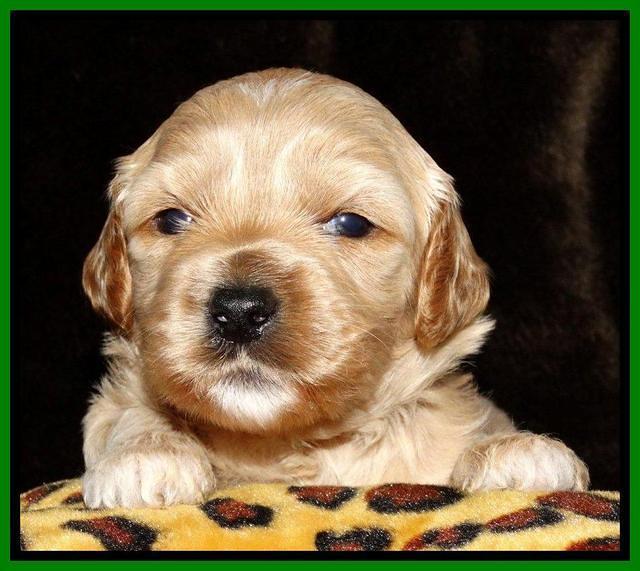 Sky Reagan pups 3 wks old 111