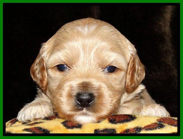 Sky Reagan pups 3 wks old 91