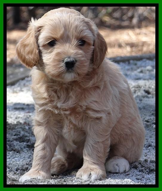 Sky Reagan pups 5 wks old 322