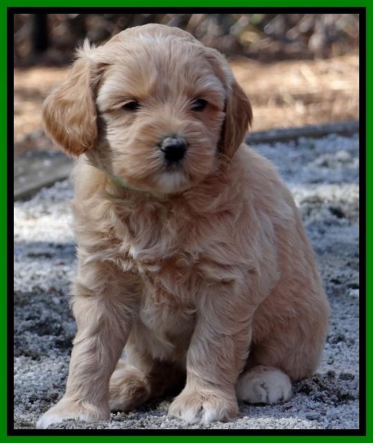 Sky Reagan pups 5 wks old 342