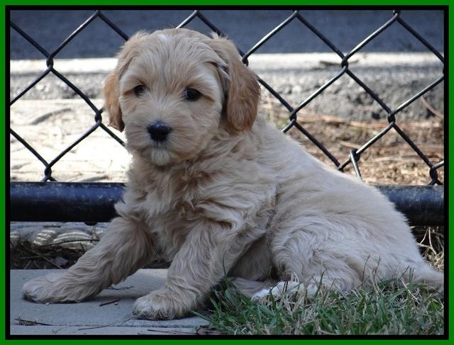 Sky Reagan pups 6 wks old 141