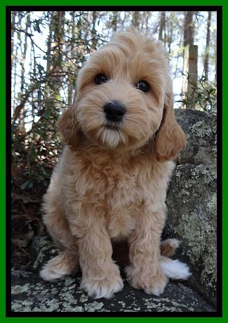 Sky Reagan pups 8 wks old 101