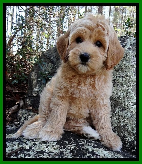 Sky Reagan pups 8 wks old 111