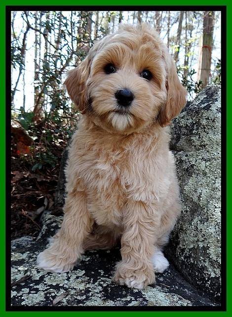 Sky Reagan pups 8 wks old 131