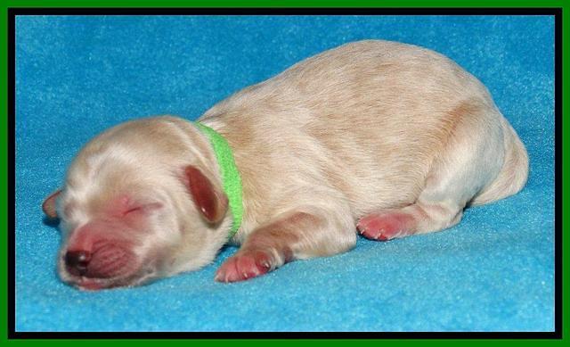 Sky Reagan pups Newborn 171