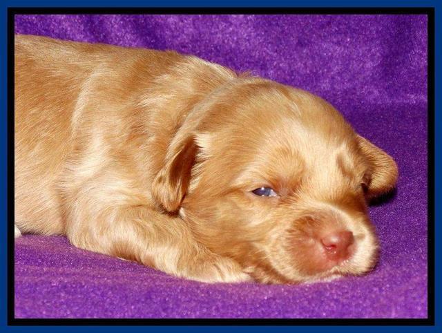 Sky Reagan pups 2 wk old 171