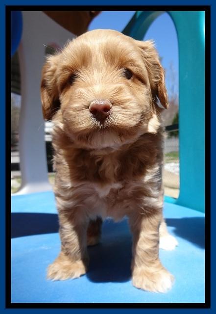 Sky Reagan pups 5 wks old 192