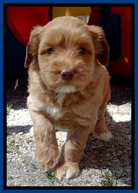 Sky Reagan pups 5 wks old 212