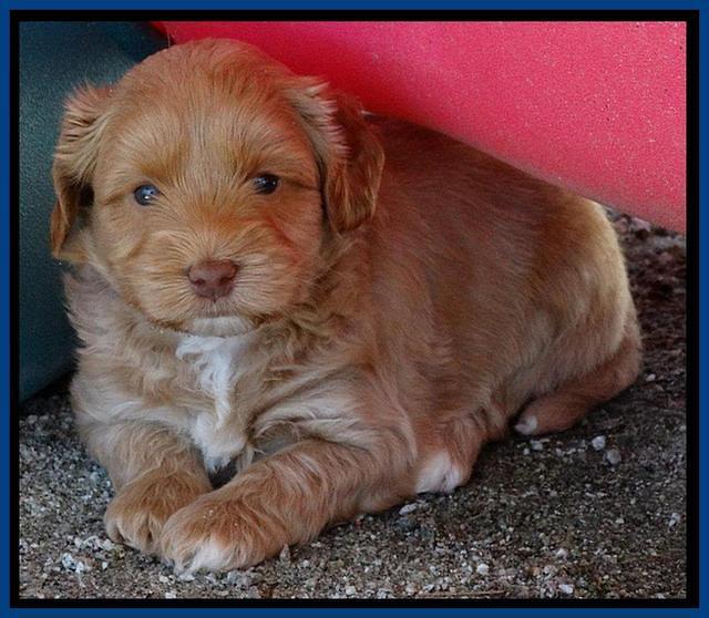 Sky Reagan pups 5 wks old 252