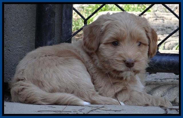 Sky Reagan pups 6 wks old 171