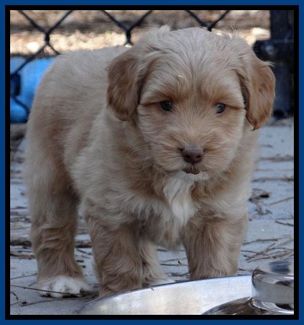 Sky Reagan pups 6 wks old 181
