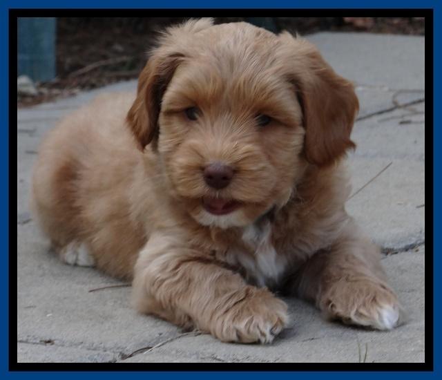 Sky Reagan pups 7 wks old 71