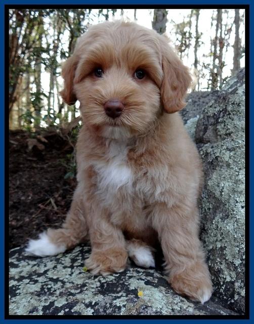 Sky Reagan pups 8 wks old 52