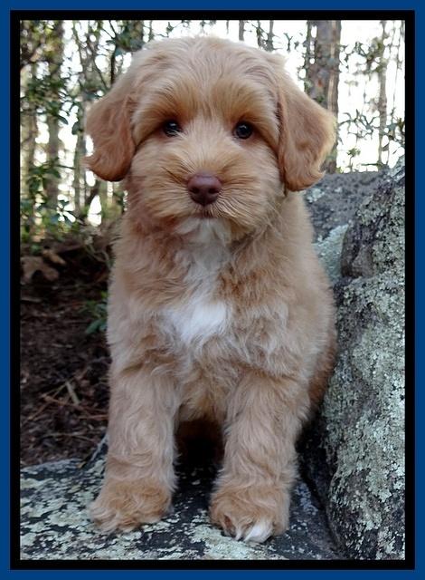 Sky Reagan pups 8 wks old 62