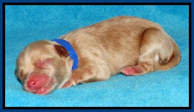 Sky Reagan pups Newborn 181