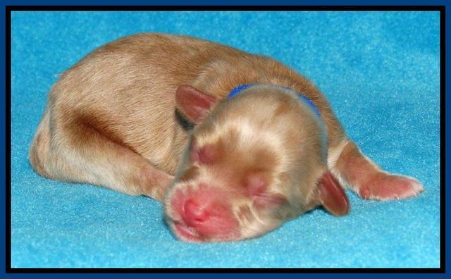 Sky Reagan pups Newborn 191