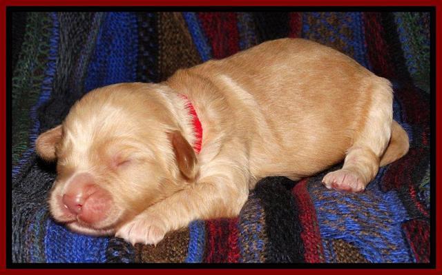 Sky Reagan pups 1 wk old 241