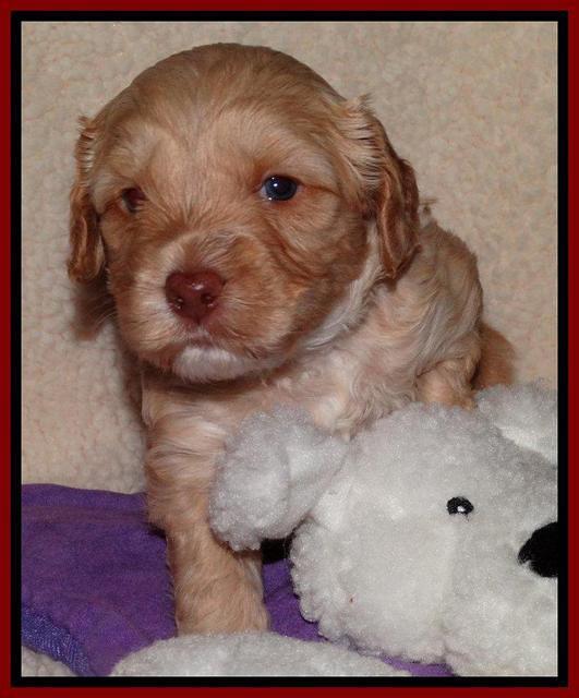 Sky Reagan pups 4 weeks old 151