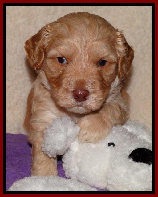 Sky Reagan pups 4 weeks old 161