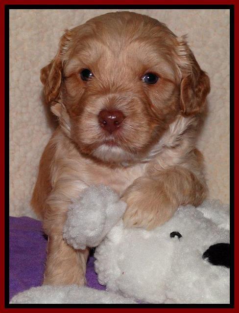 Sky Reagan pups 4 weeks old 171