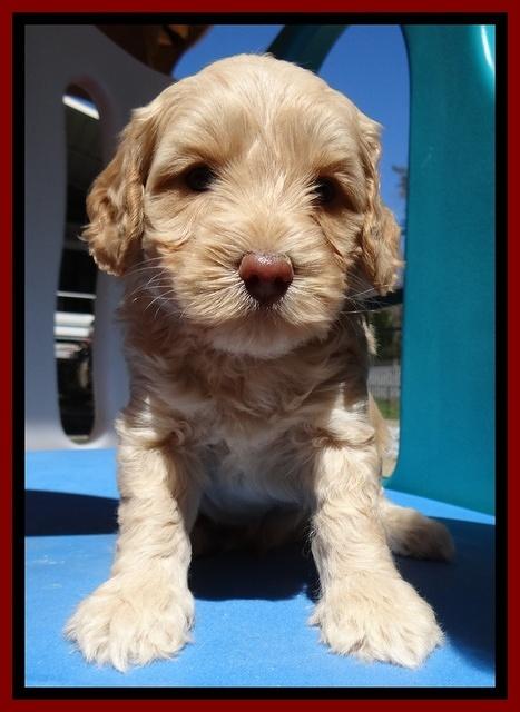 Sky Reagan pups 5 wks old 232